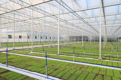 广州增城 沃野田畴奏欢歌 “农”墨重彩景如画——农业科技研发引领现代农业新篇章