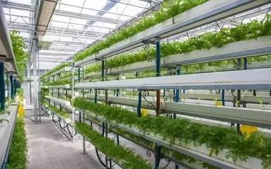 现代农业样板 设施农业、无土栽培与精准农业的科技革新