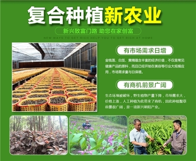 云南春信农业科技 聚焦珍稀中草药种植，科技引领致富新路径