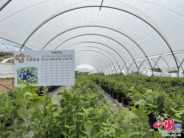 科技+农业 保山施甸三产融合发展的新引擎