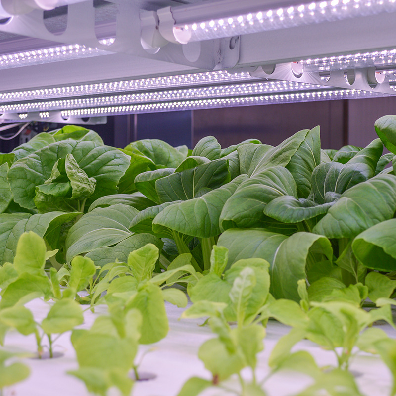 科技赋能农业新篇章 创农科技引领无土栽培与植物工厂定制化发展