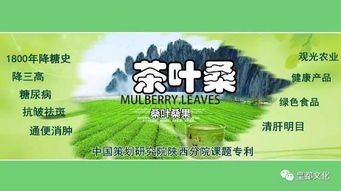 十万亩茶桑蓄势亿元产值 泾阳茶经济酝酿新特品牌 农业科技研发