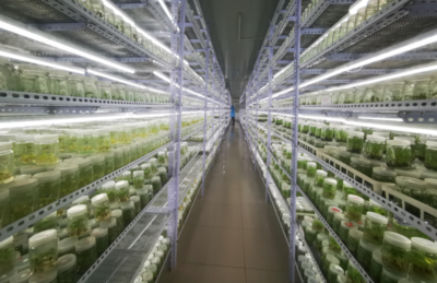 科技赋能“植物王国” 番禺农业龙头企业年产能突破8000万株的秘诀